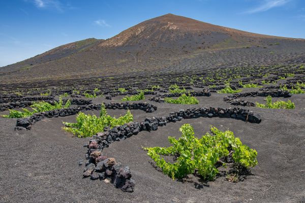 The Story of Lanzarote Wine